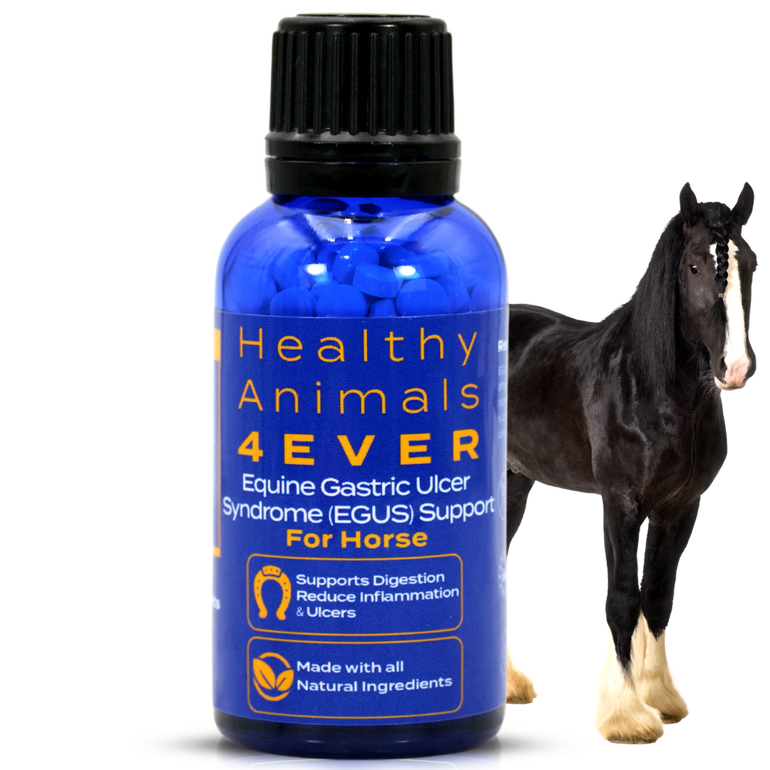 HORSE EQUINE GASTRIC ULCER SYNDROME SUPPORT