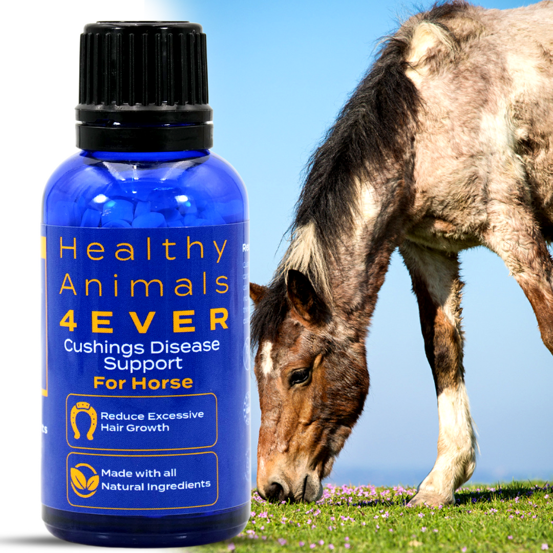 HORSE CUSHING DISEASE SUPPORT