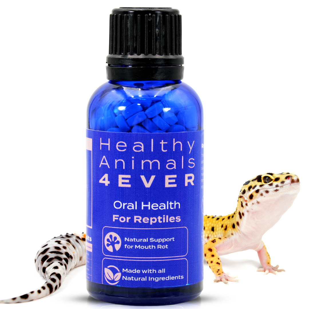 Reptile Oral Health: Natural Support for Mouth Rot