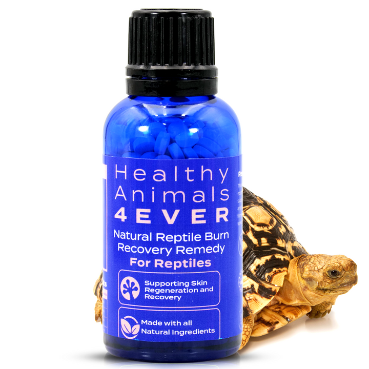 HeatShield: Natural Reptile Burn Recovery Remedy