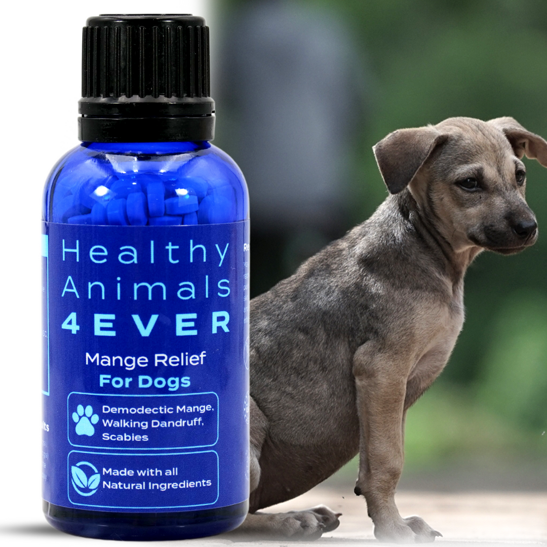 Mange Relief for Dogs - Treatment for Itchiness, Scabs, & Hair Loss Caused by Mites