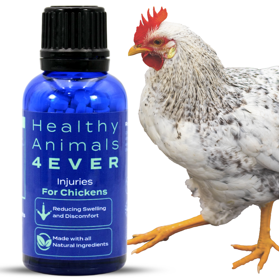 HEALTHYANIMALS4EVER ALL-NATURAL CHICKEN INJURY SUPPORT Triple Pack- Save 30%