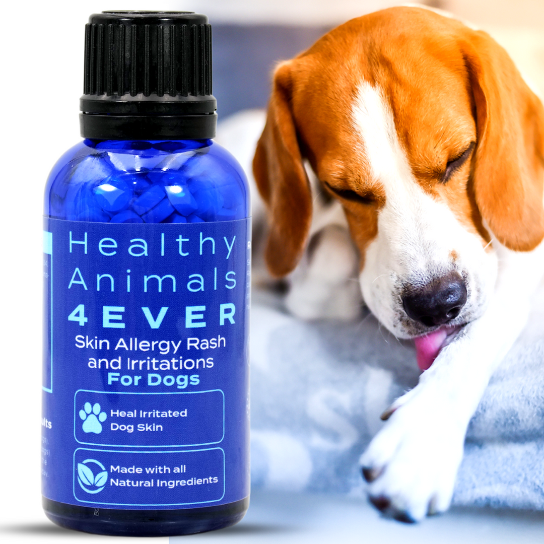 Skin Allergy Rash and Irritations - Dogs  Six Pack- Save 50%