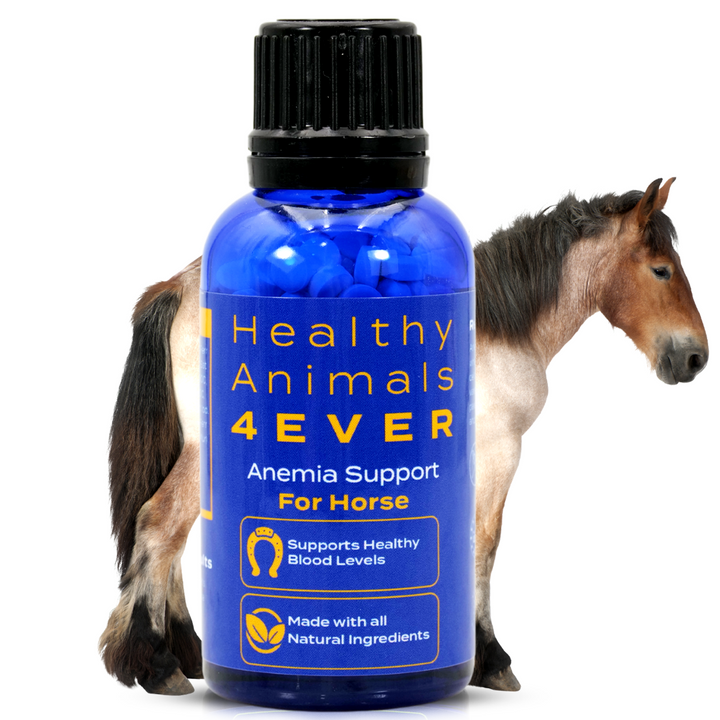 HORSE ANEMIA SUPPORT