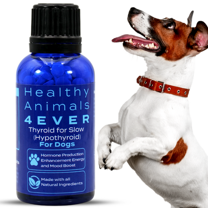 Natural Hypothyroidism Support Formula for Dogs, Triple Pack- Save 30%