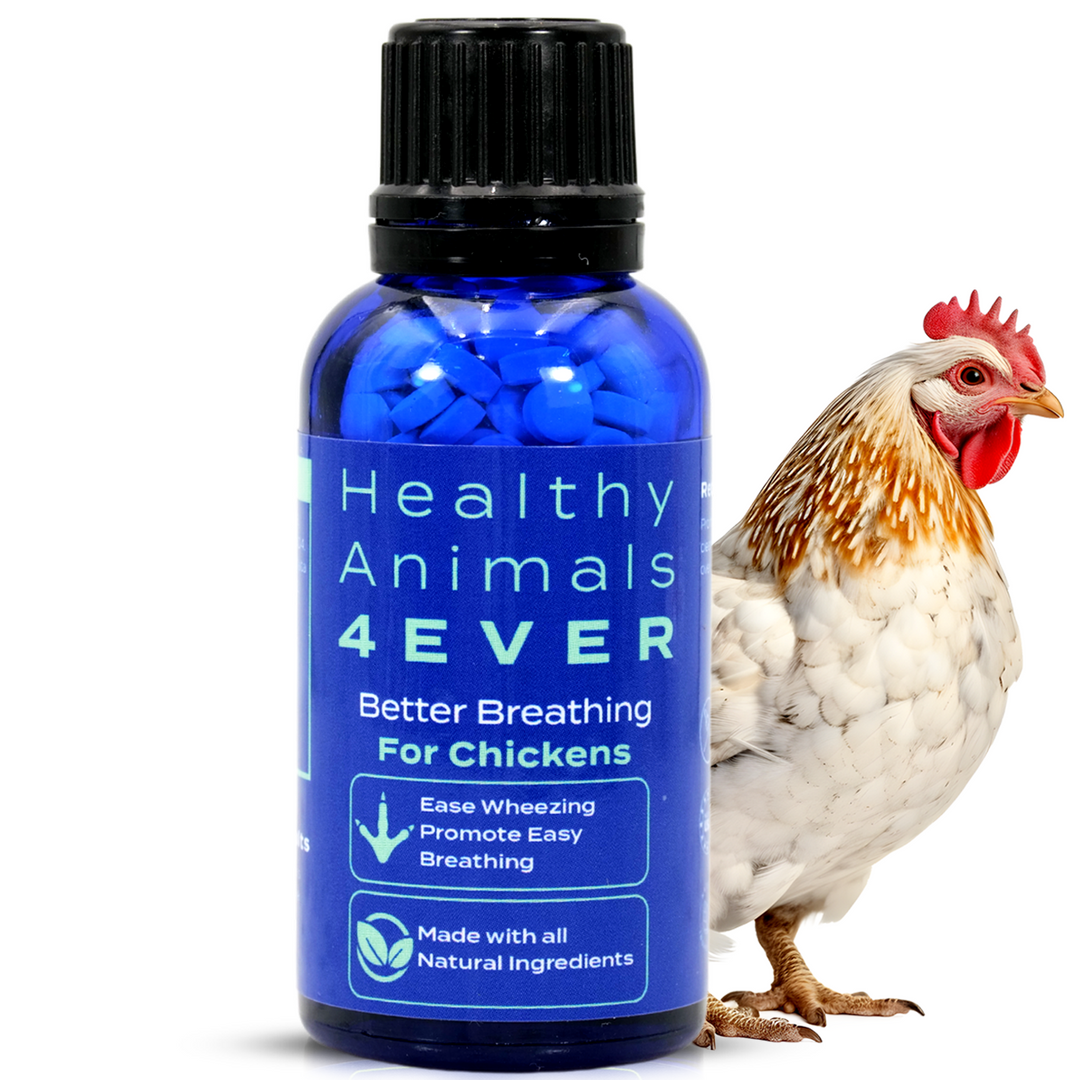 HEALTHYANIMALS4EVER ALL-NATURAL CHICKEN RESPIRATORY SUPPORT Six Pack- Save 50%