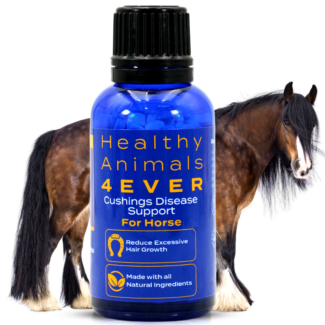 HORSE CUSHING DISEASE SUPPORT