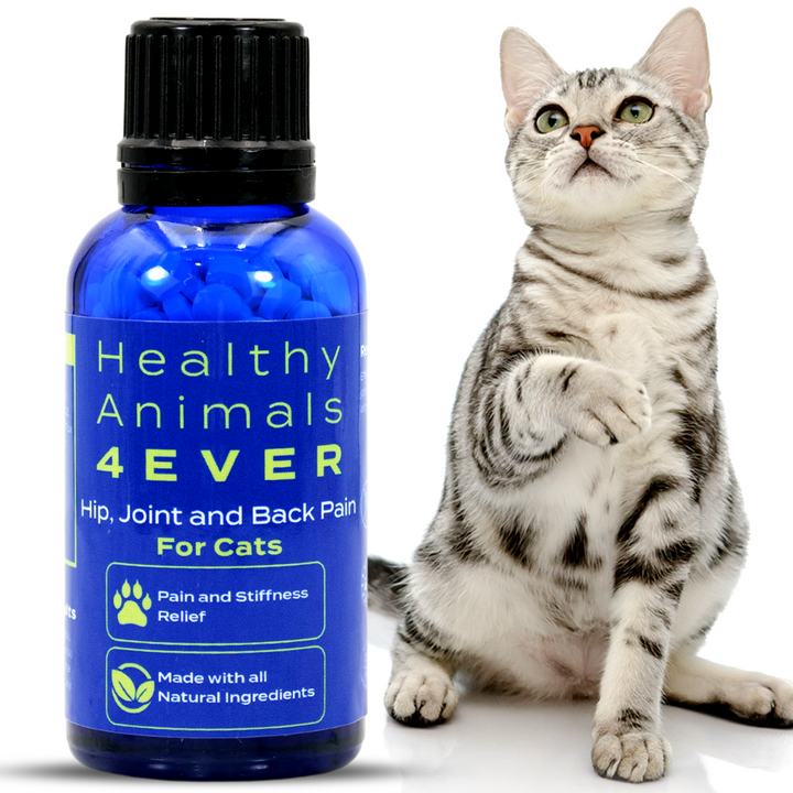 Hip, Joint and Back Pain Relief - Cats