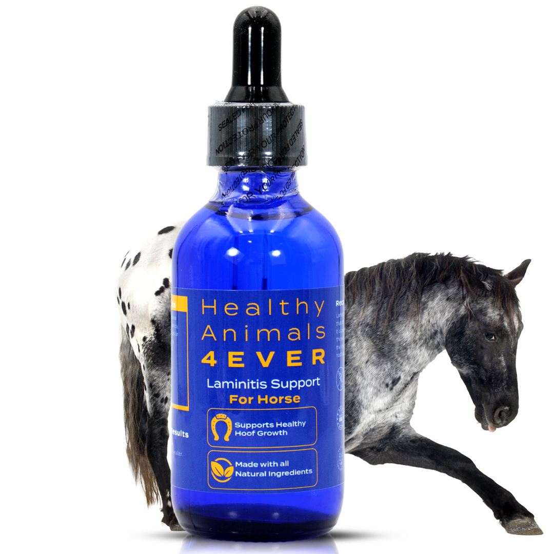 HORSE LAMINITIS SUPPORT (Liquid)Triple Pack- Save 30%