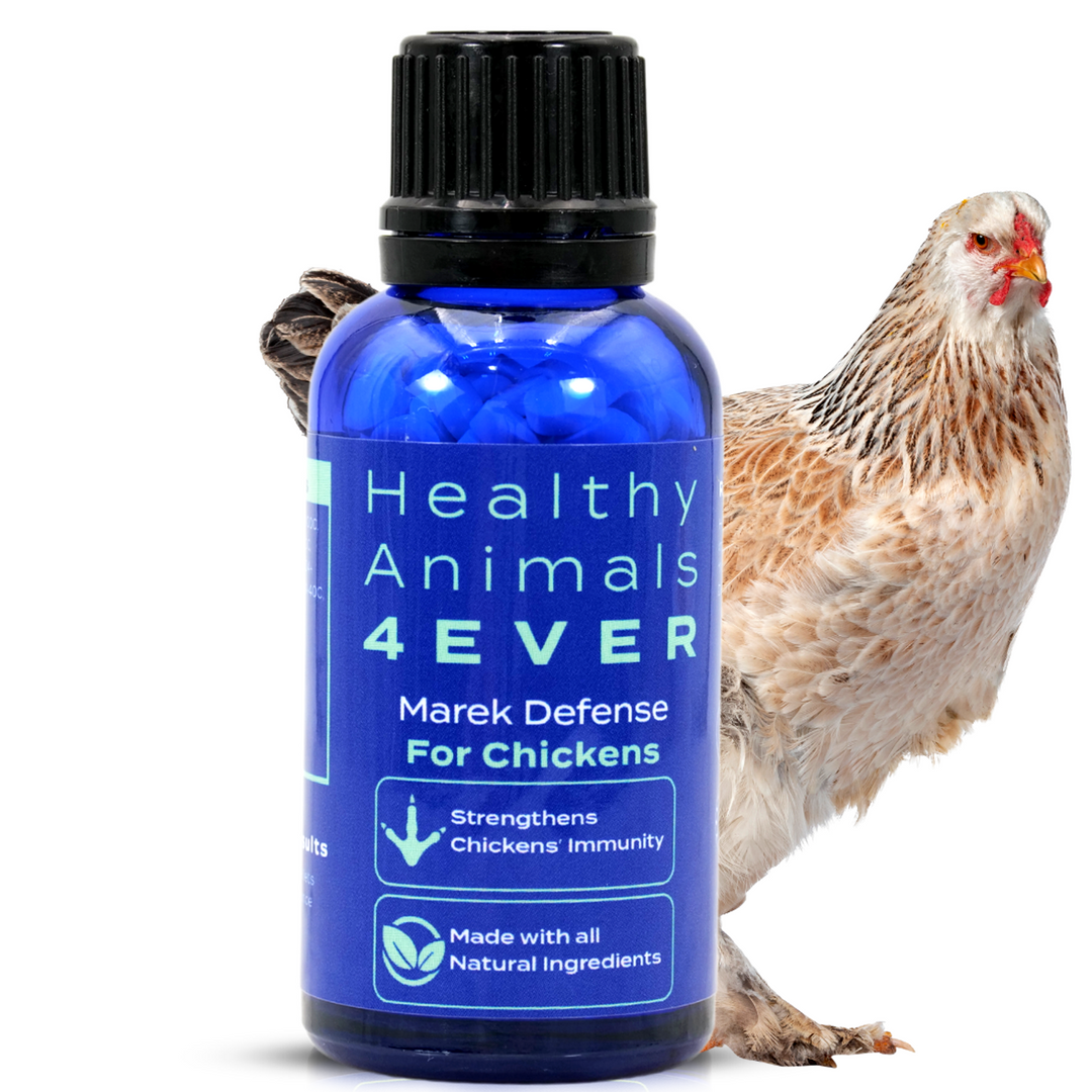 HEALTHYANIMALS4EVER ALL-NATURAL CHICKEN IMMUNITY SUPPORT FOR MAREK’S DISEASE