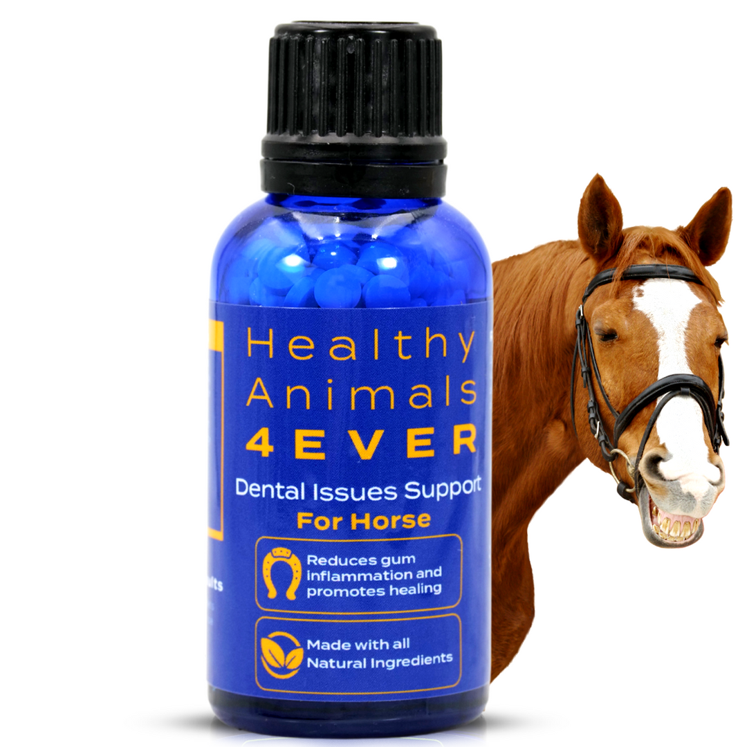 Horse Dental Issues Support