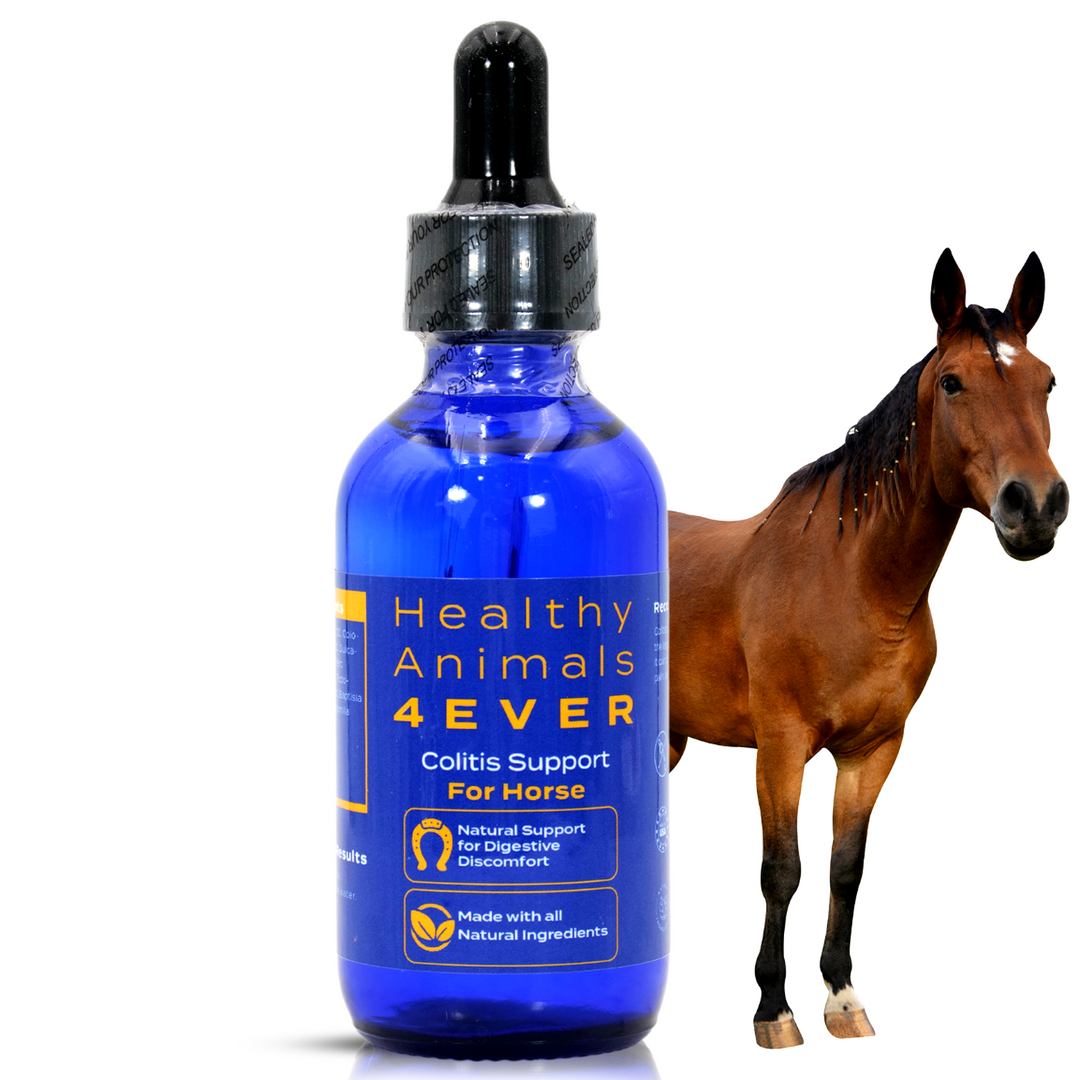 HORSE COLITIS SUPPORT (Liquid)