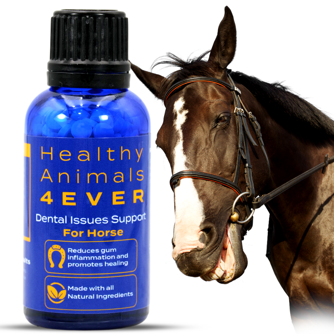 Horse Dental Issues Support Triple Pack- Save 30%