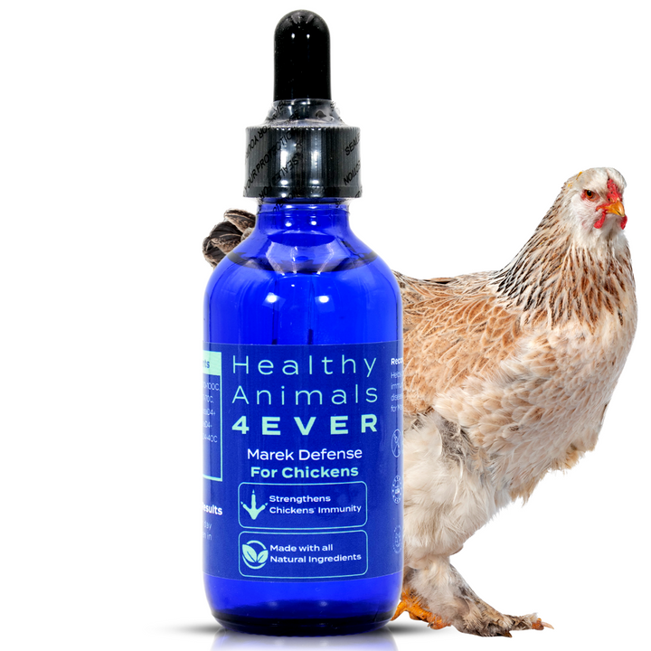 HEALTHYANIMALS4EVER ALL-NATURAL CHICKEN IMMUNITY SUPPORT FOR MAREK’S DISEASE (Liquid) Six Pack- Save 50%