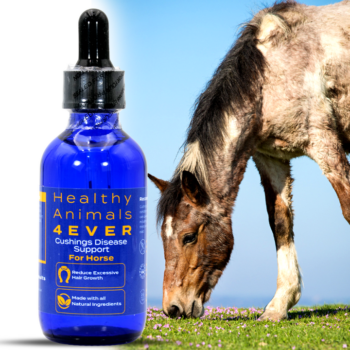 HORSE CUSHING DISEASE SUPPORT (Liquid)Six Pack- Save 50%