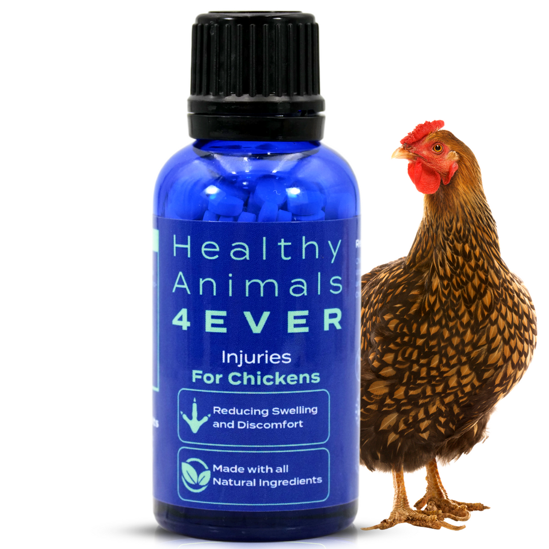 HEALTHYANIMALS4EVER ALL-NATURAL CHICKEN INJURY SUPPORT