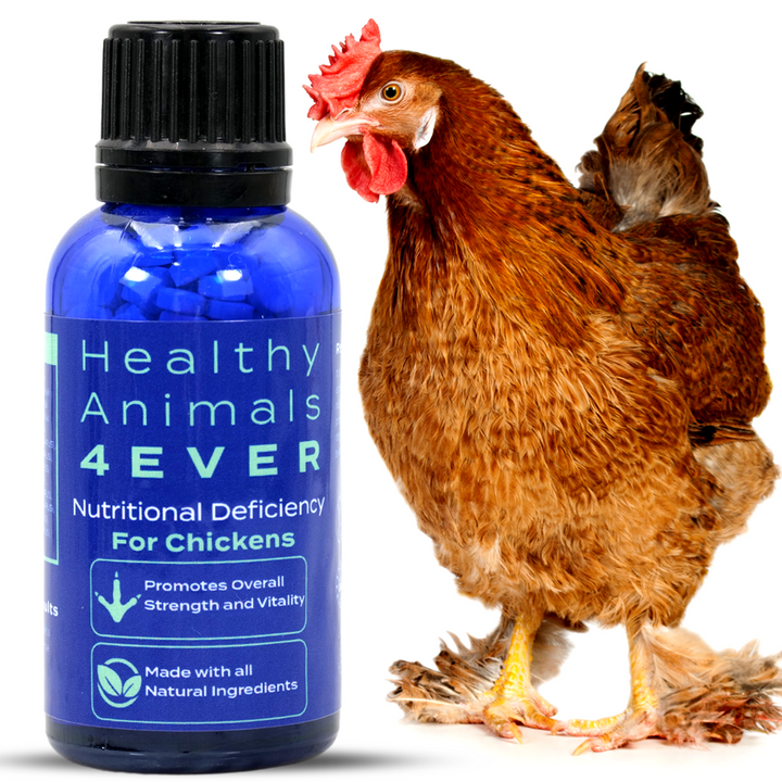 HEALTHYANIMALS4EVER ALL-NATURAL CHICKEN NUTRITIONAL DEFICIENCY SUPPLEMENT Six Pack- Save 50%