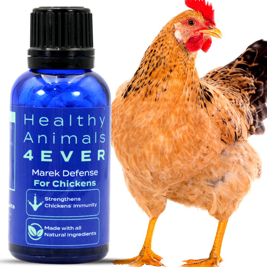 HEALTHYANIMALS4EVER ALL-NATURAL CHICKEN IMMUNITY SUPPORT FOR MAREK’S DISEASE Six Pack- Save 50%