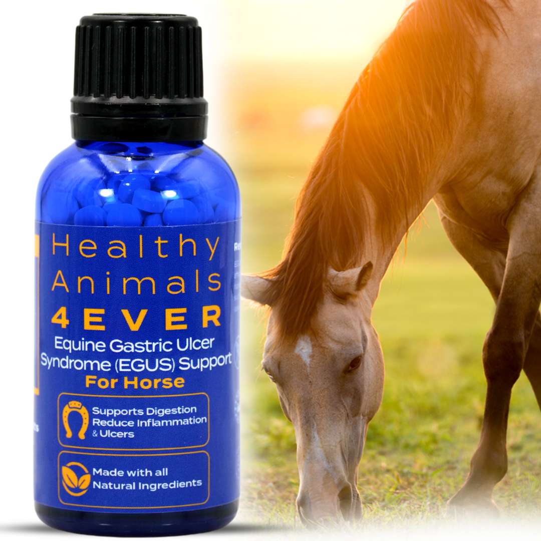 HORSE EQUINE GASTRIC ULCER SYNDROME SUPPORT