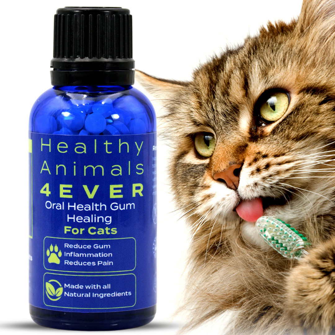 Oral Health Gum Healing Formula for Cats  Triple Pack- Save 30%