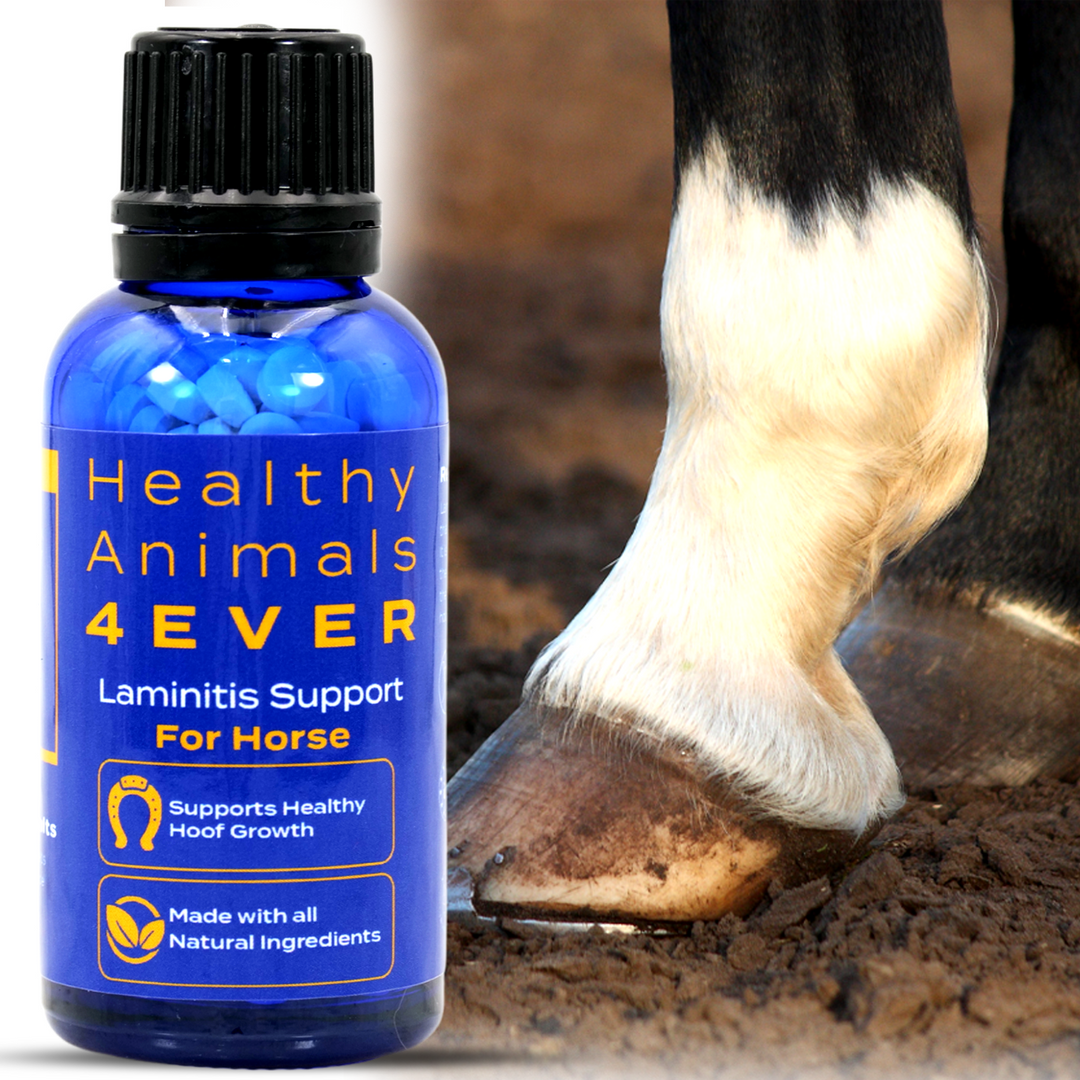 HORSE LAMINITIS SUPPORT  Triple Pack- Save 30%