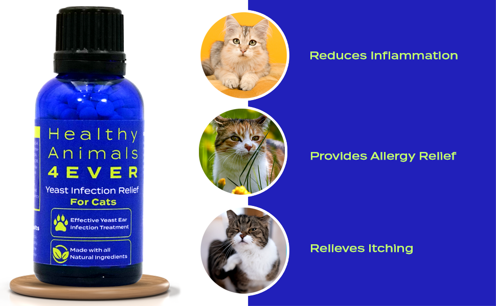 Yeast Infection Relief for Cats