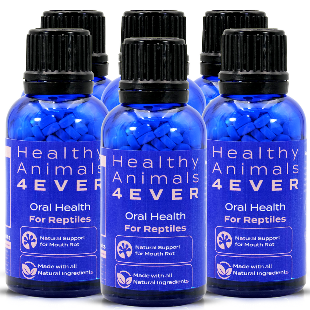 Reptile Oral Health: Natural Support for Mouth Rot Six Pack- Save 50%