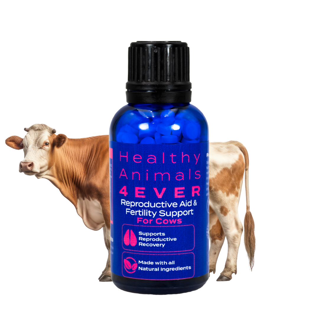 Cow Reproductive Aid & Fertility Support