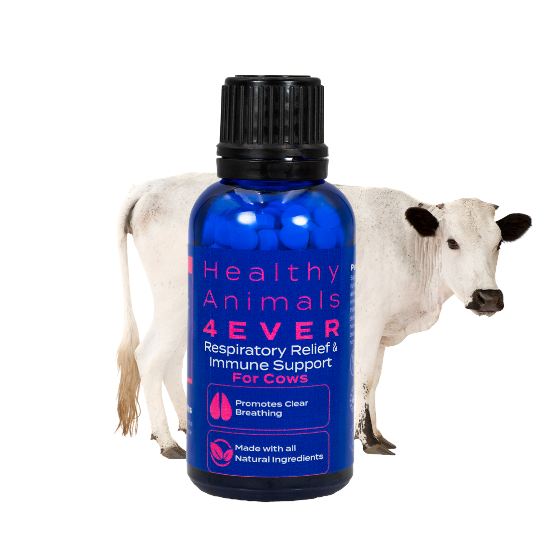 Respiratory Relief & Immune Support for Cows