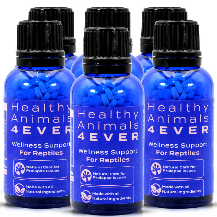 Reptile Wellness Support: Natural Care for Prolapse Issues Six Pack- Save 50%