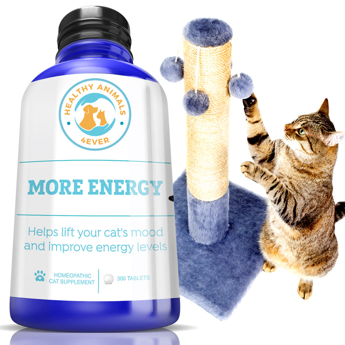 More Energy - Cats